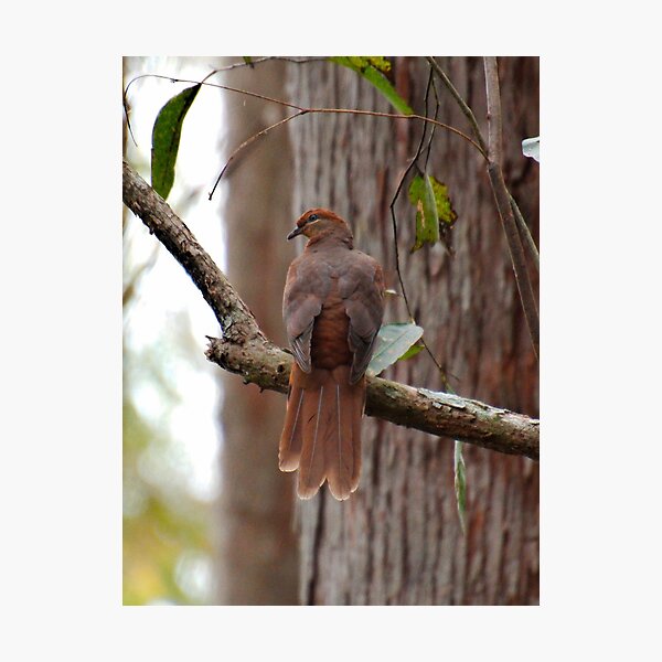 SC ~ DOVE ~ Brown Cuckoo-Dove SABF46HG by David Irwin 230321 Photographic Print