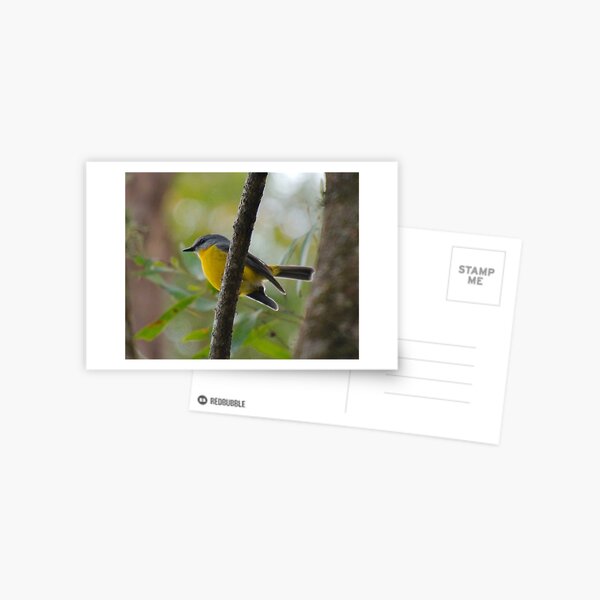 SC ~ ROBIN ~ Yellow Robin GHTdBPn3 by David Irwin 230321 Postcard