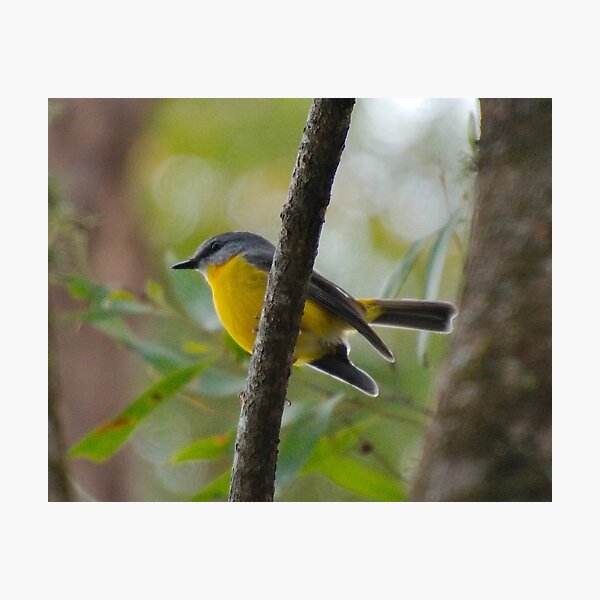 SC ~ ROBIN ~ Yellow Robin GHTdBPn3 by David Irwin 230321 Photographic Print