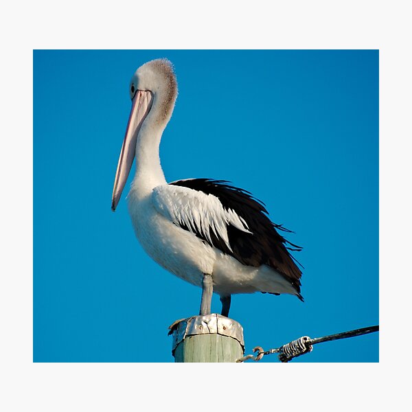SC ~ MARINE BIRD ~ Australian Pelican 8JKC3396 by David Irwin 230321 Photographic Print