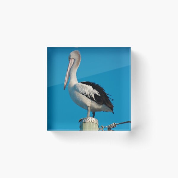 SC ~ MARINE BIRD ~ Australian Pelican 8JKC3396 by David Irwin 230321 Acrylic Block