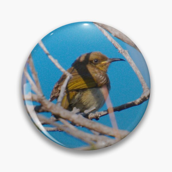 SC ~ HONEYEATER ~ Brown Honeyeater AXEAcTEZ by David Irwin 230321 Pin