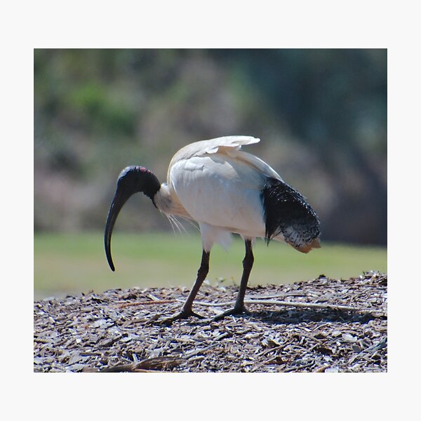 SC ~ IBIS ~ Australian White Ibis 99SbdhxB by David Irwin 230321 Photographic Print