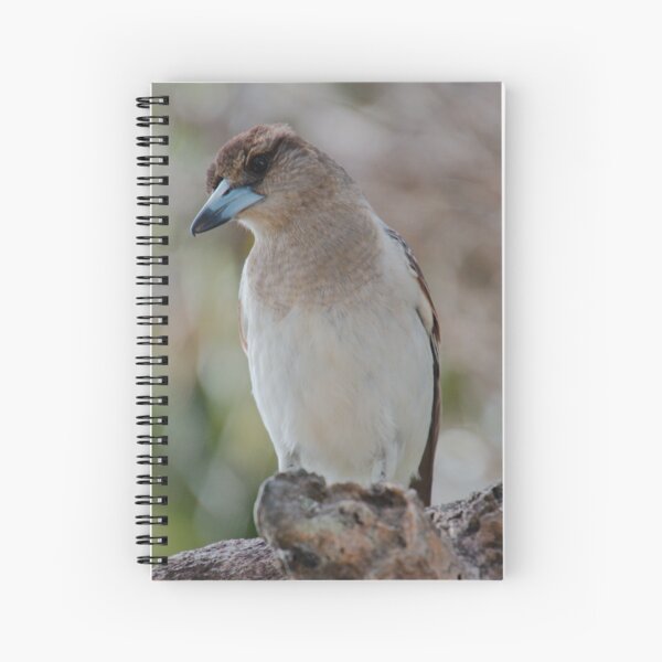 ARTAMIDAE ~ SC ~ Pied Butcherbird B3EXTL2G by David Irwin 230321 Spiral Notebook