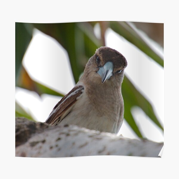 ARTAMIDAE ~ SC ~ Pied Butcherbird X74XDRTD by David Irwin 230321 Poster
