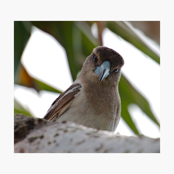 ARTAMIDAE ~ SC ~ Pied Butcherbird X74XDRTD by David Irwin 230321 Photographic Print