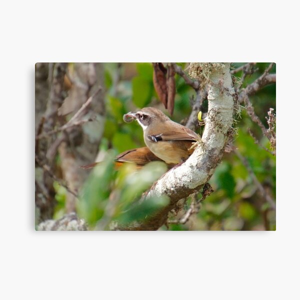 SC ~ WREN ~ White-browed Scrubwren xUAQF4G4 by David Irwin 230321 Canvas Print