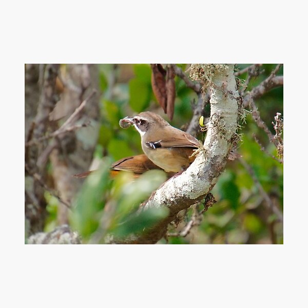 SC ~ WREN ~ White-browed Scrubwren xUAQF4G4 by David Irwin 230321 Photographic Print