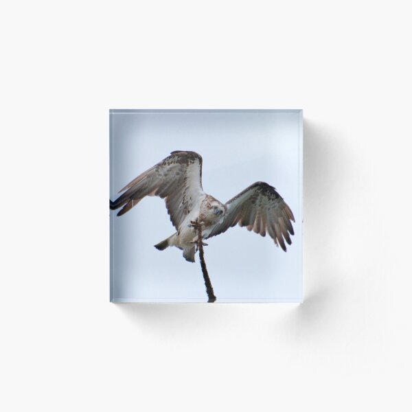 RAPTOR ~ SC ~ Eastern Osprey NYLQPTSV by David Irwin 230321 Acrylic Block
