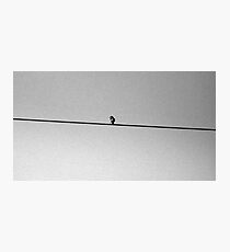 Bird Photographic Print
