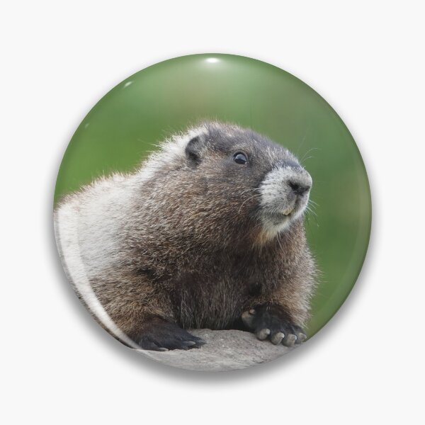 Item preview, Hoary marmot (Marmota caligata) designed and sold by SDym Photography.