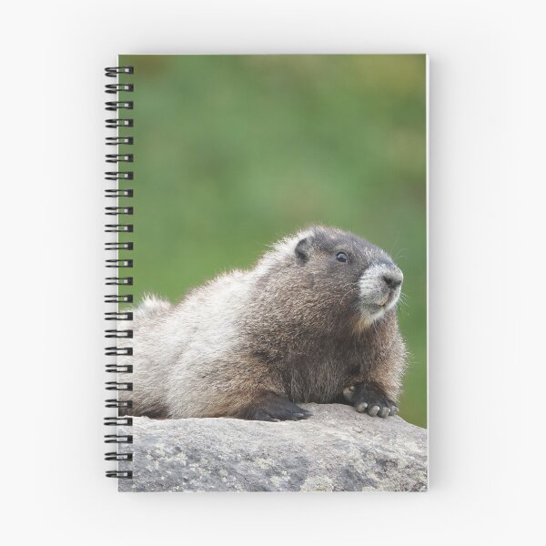 Item preview, Hoary marmot (Marmota caligata) designed and sold by SDym Photography.