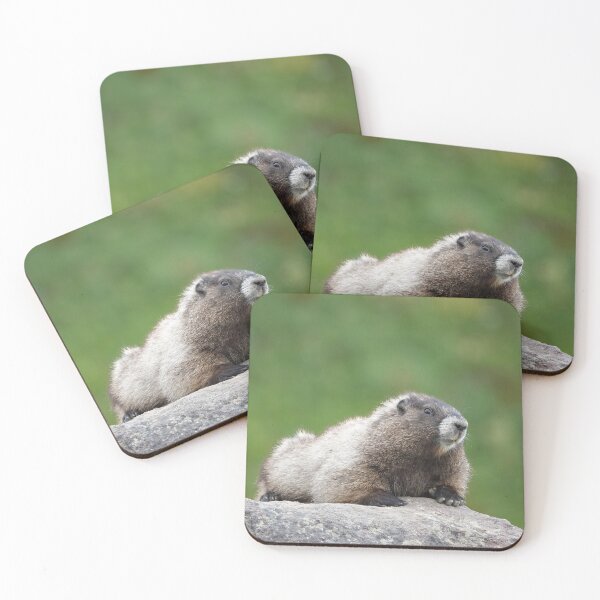 Item preview, Hoary marmot (Marmota caligata) designed and sold by SDym Photography.