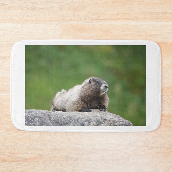 Item preview, Hoary marmot (Marmota caligata) designed and sold by SDym Photography.
