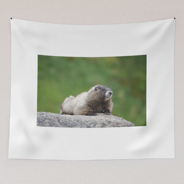 Item preview, Hoary marmot (Marmota caligata) designed and sold by SDym Photography.