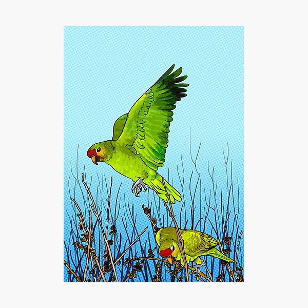 Red-lored amazon parrot Photographic Print