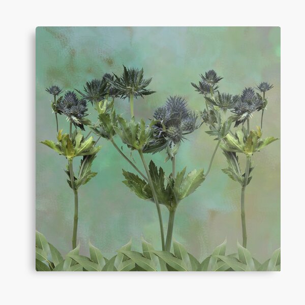 Blue Thistle Flowers Metal Print
