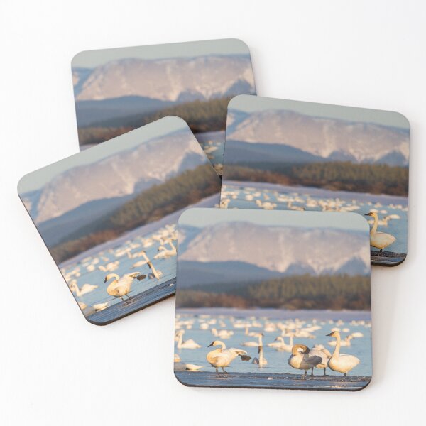 Item preview, Swans at Swan Haven Yukon designed and sold by Jukka Jantunen.