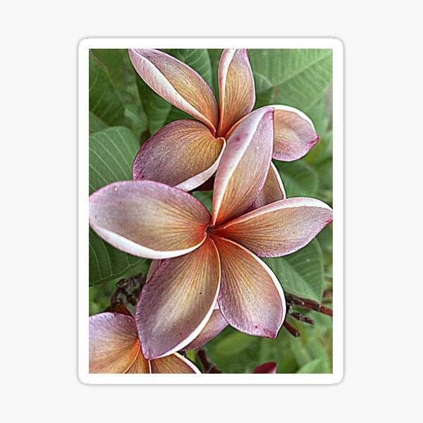 Item preview, FRANGIPANI FLORAL ART, GEORGE BROWN CULTIVAR  designed and sold by Opalbluerose.