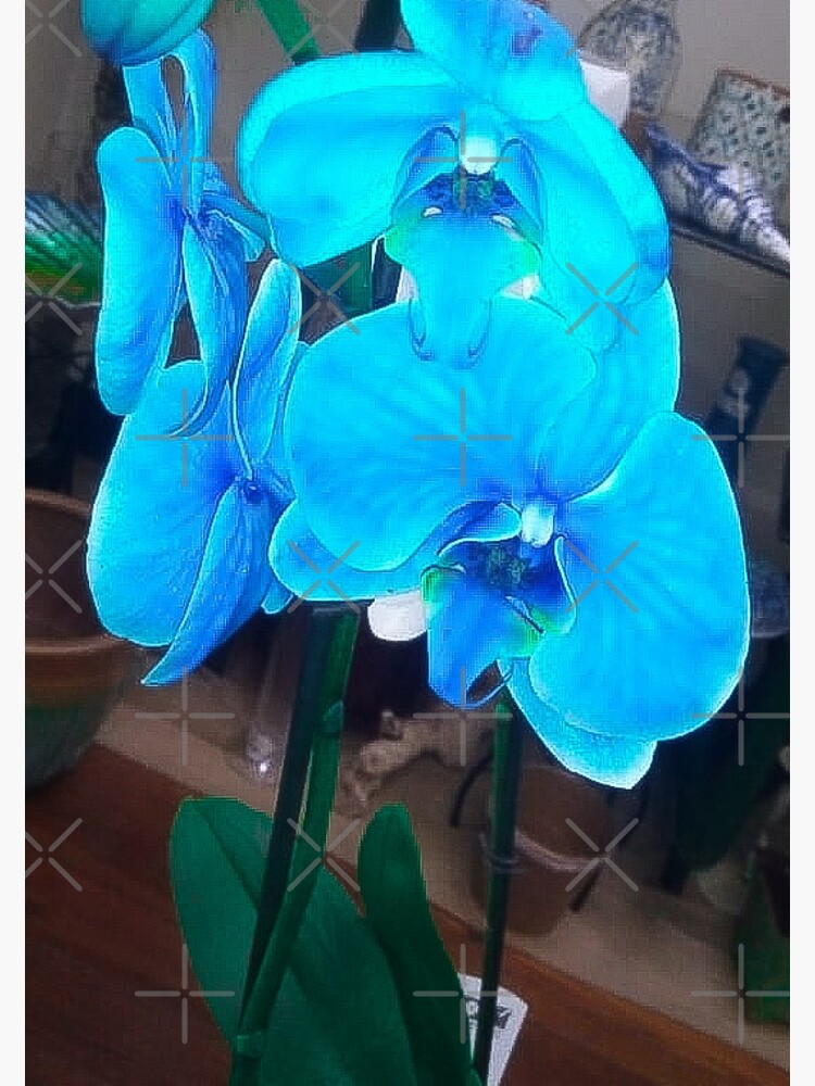 Tarjetas de felicitación «Copia de Copia de Encantadora y hermosa flor de  orquídea azul» de Swalflowergirl | Redbubble