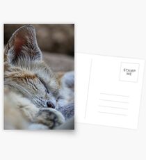 Sleeping sand dune cat Postcards