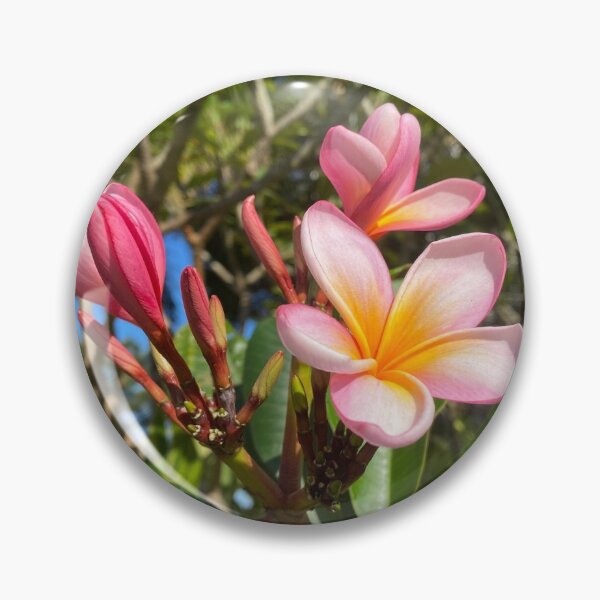 Item preview, Frangipani Flowers designed and sold by Sinemathk.