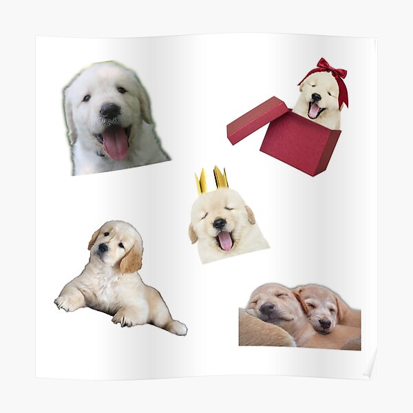 "Golden retriever puppy coat Awesome dogs pack" Poster for Sale by mohamadkaakeh Redbubble