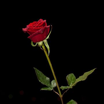 Artwork thumbnail, Nature's beauty | love of nature | rose by Zachlogic