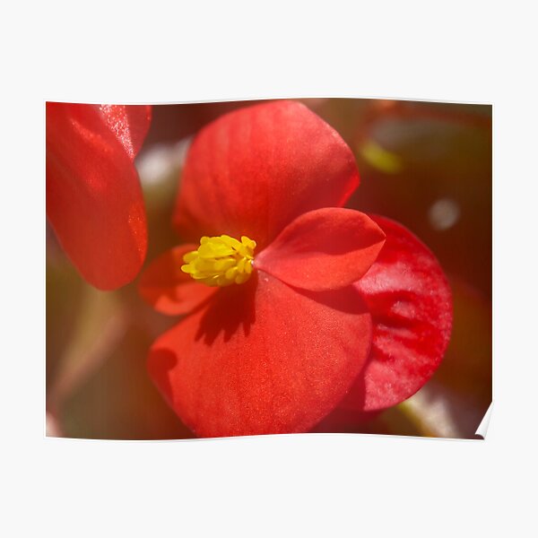 Póster «Flores de begonia de cera roja» de Sinemathk | Redbubble
