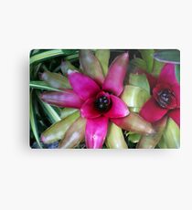 Bromeliad Metal Print