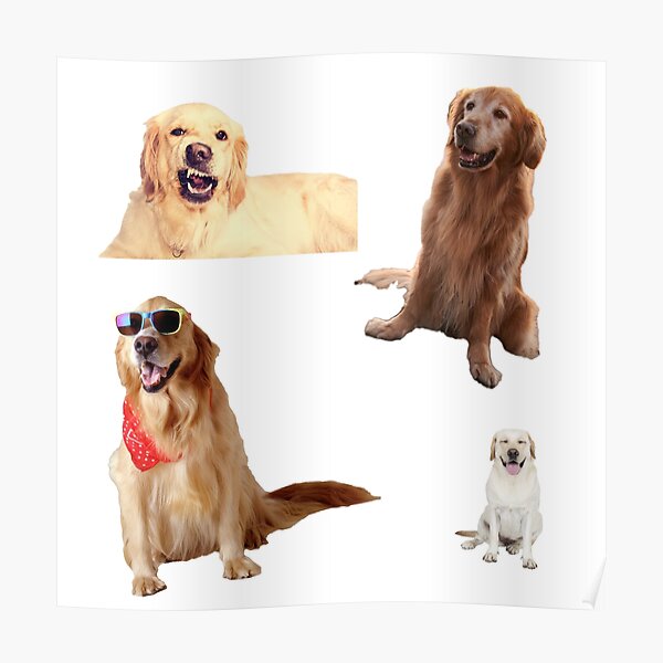 "Golden retriever puppy coat Awesome Golden retriever dogs pack" Poster for Sale by mohamad