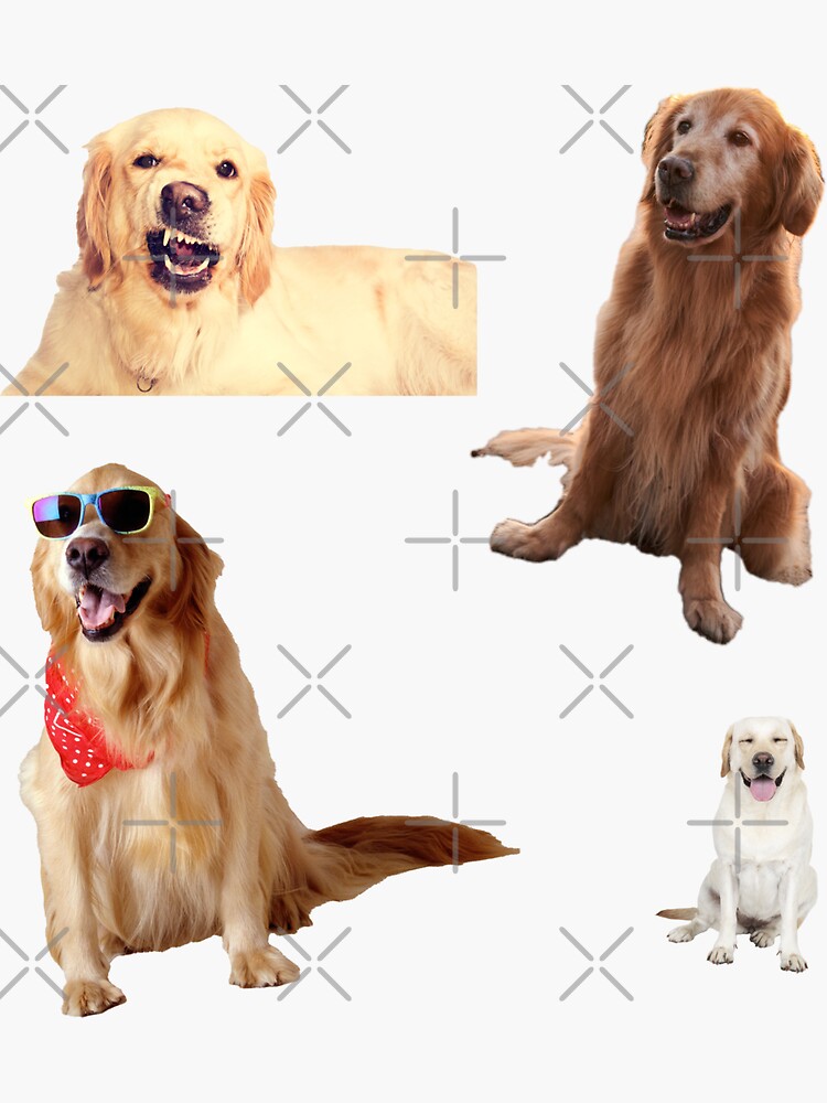 "Golden retriever puppy coat Awesome Golden retriever dogs pack" Sticker for Sale by mohamad