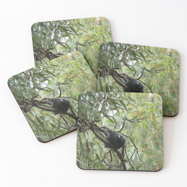 Item preview, Pied currawong in the gumtree designed and sold by greentiger1.