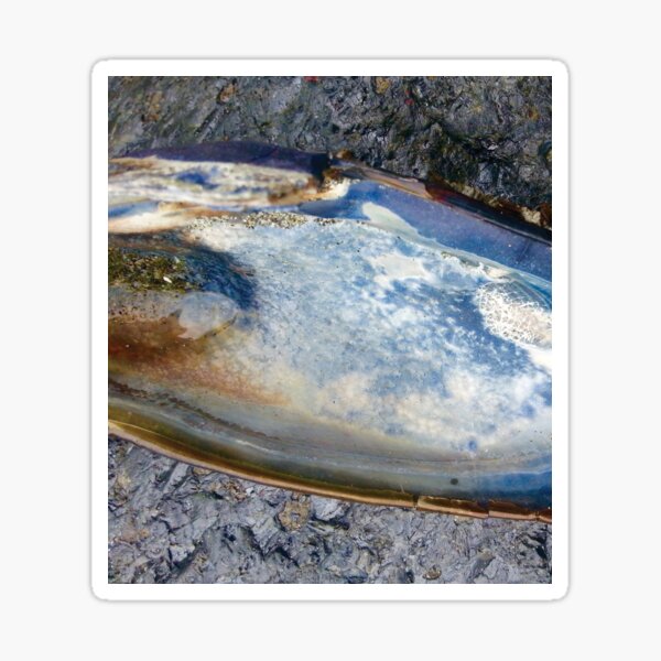 "Mussel Beach" Sticker for Sale by SparrowHawkSky Redbubble