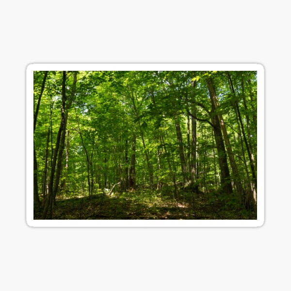 Item preview, Forest Bathing - Summer Walk Through a Small Sun Dappled Glade designed and sold by Georgia Mizuleva.