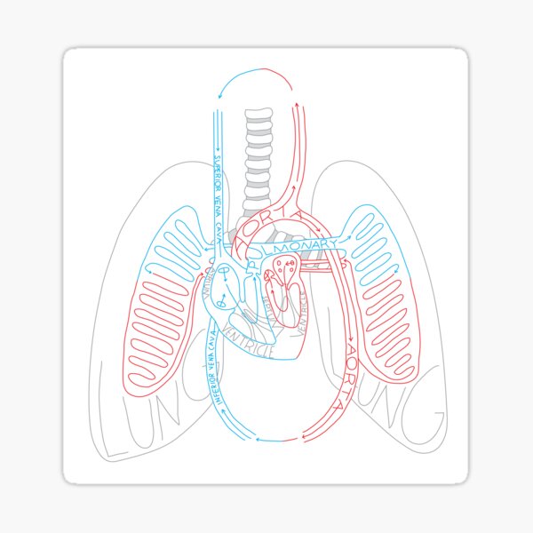 Heart and Lungs Sticker
