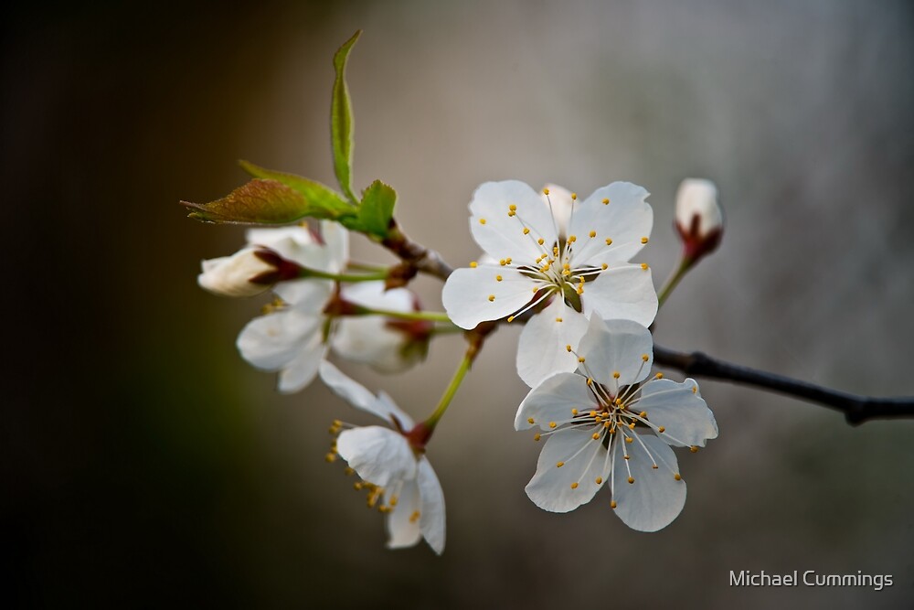 Cherry Blossom by Michael Cummings
