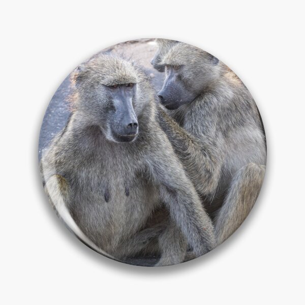 Item preview, Grooming Baboons - Kruger Nationalpark, South Africa designed and sold by holgermader.