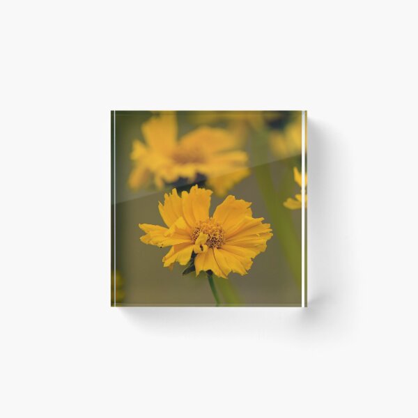 Item preview, Coreopsis designed and sold by Michael Cummings.