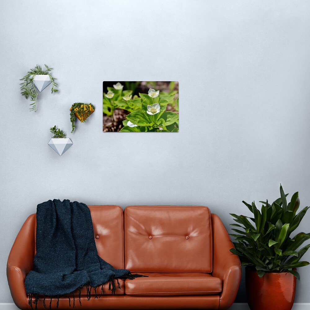 Bunchberry II Metal Print