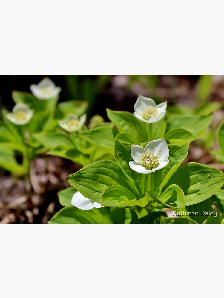 Bunchberry II by KatiesCorner