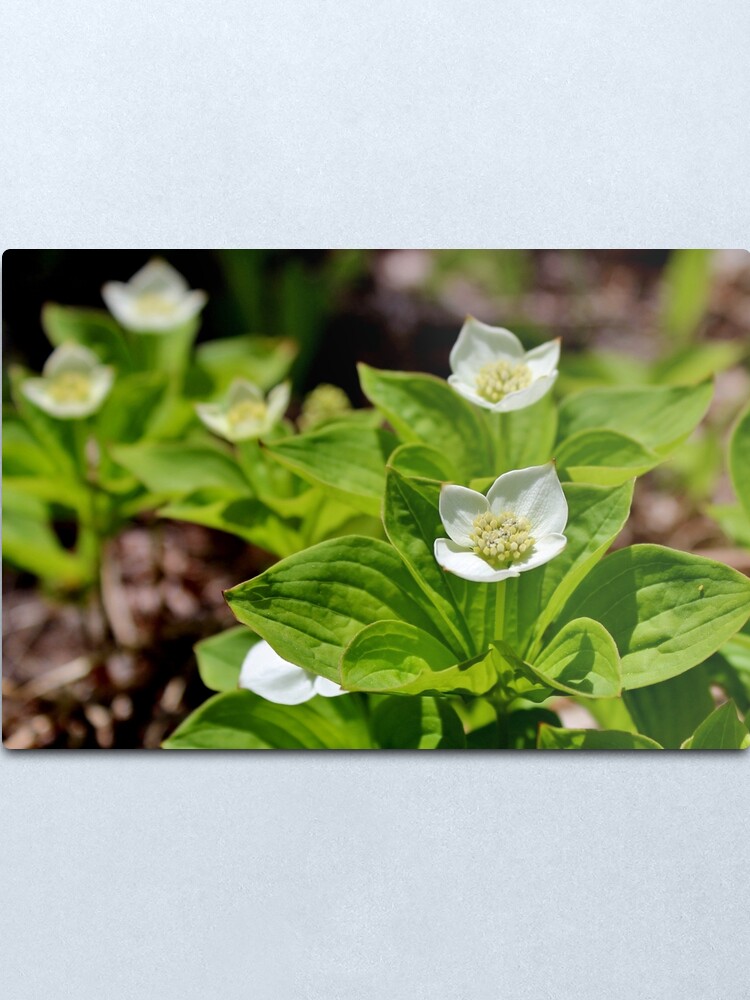 Alternate view of Bunchberry II Metal Print