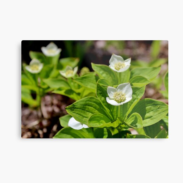 Bunchberry II Metal Print