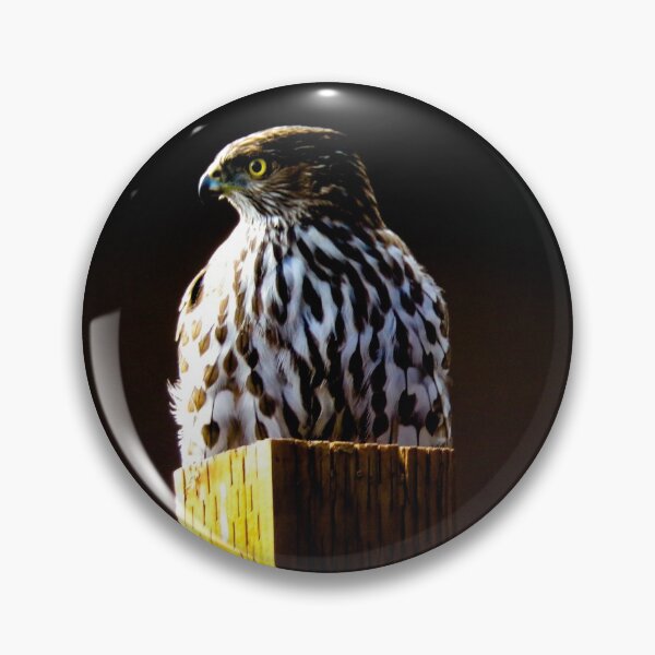 Item preview, "Don't put me in a box." Coopers Hawk designed and sold by anuvisculture.
