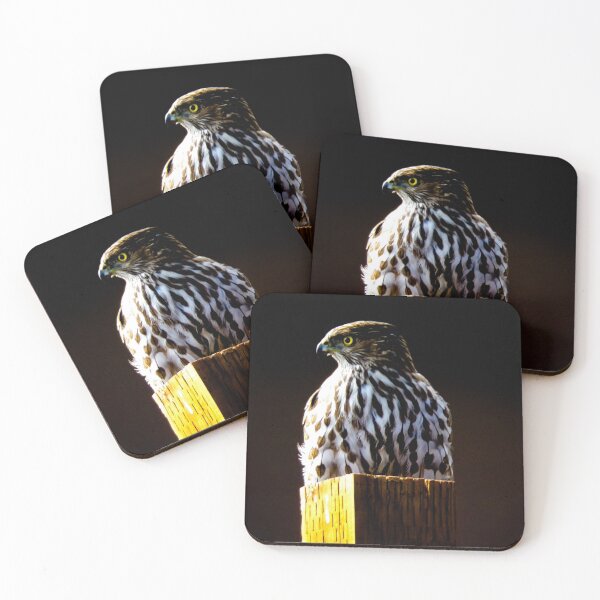 Item preview, "Don't put me in a box." Coopers Hawk designed and sold by anuvisculture.