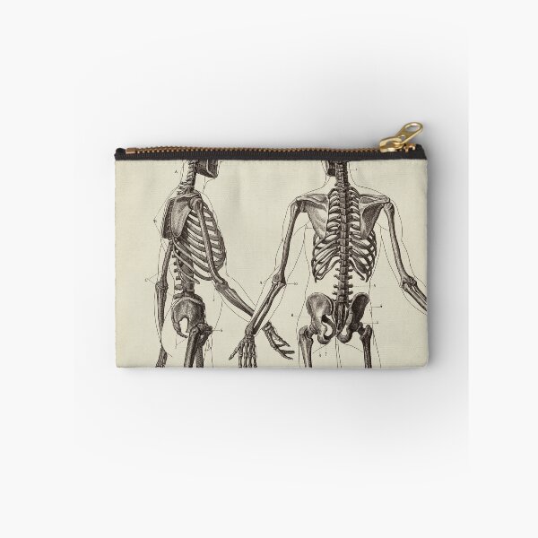 Item preview, Human Skeleton. Anatomy drawing designed and sold by LeAllureVintage.