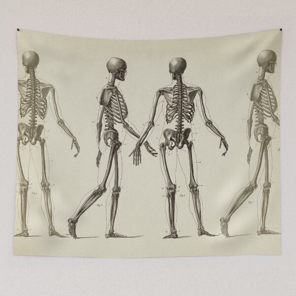 Item preview, Human Skeleton. Anatomy drawing designed and sold by LeAllureVintage.