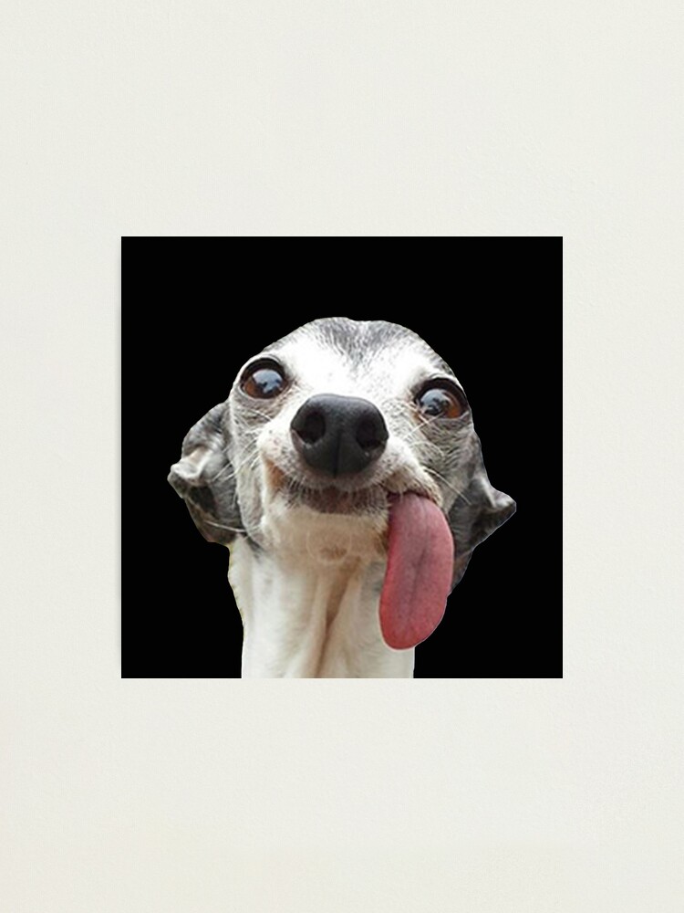 Fotodruck for Sale mit Hundeaufkleber: Hund streckt die Zunge
