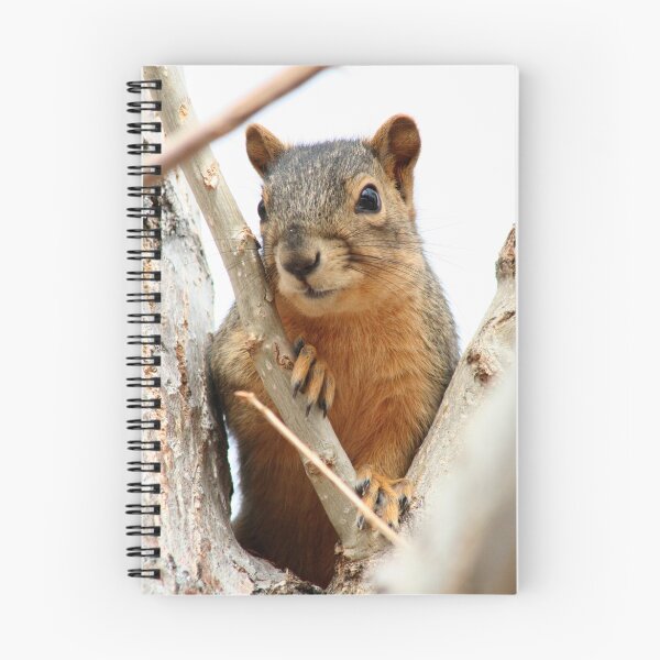 Item preview, Squirrel in a Cottonwood designed and sold by mokacat.