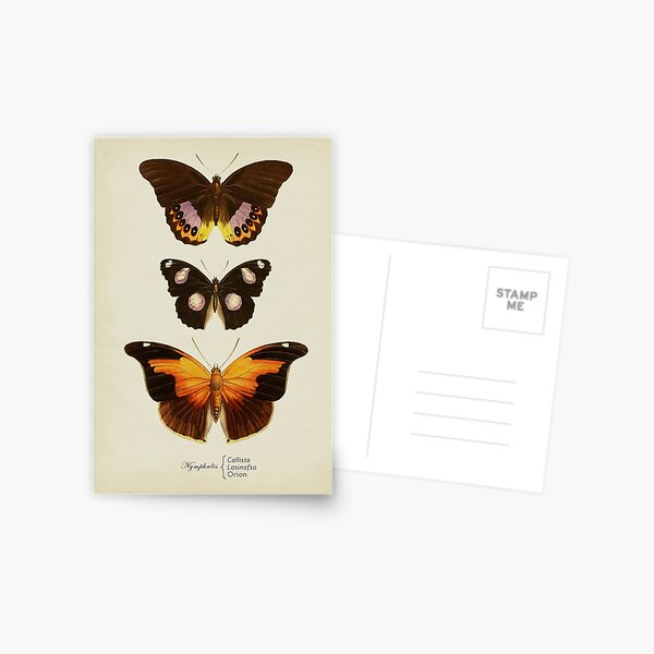 Item preview, Orange Butterflies, scientific illustration designed and sold by LeAllureVintage.